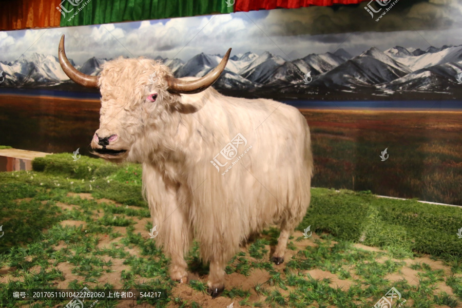 西藏白牦牛标本
