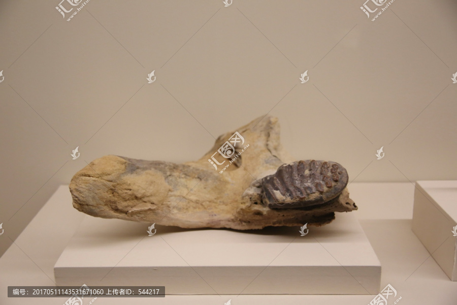 新石器时代泰马象骨化石
