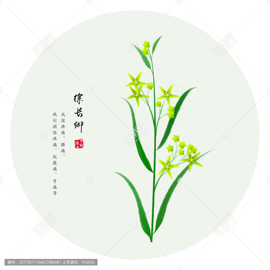 徐長卿,手繪徐長卿