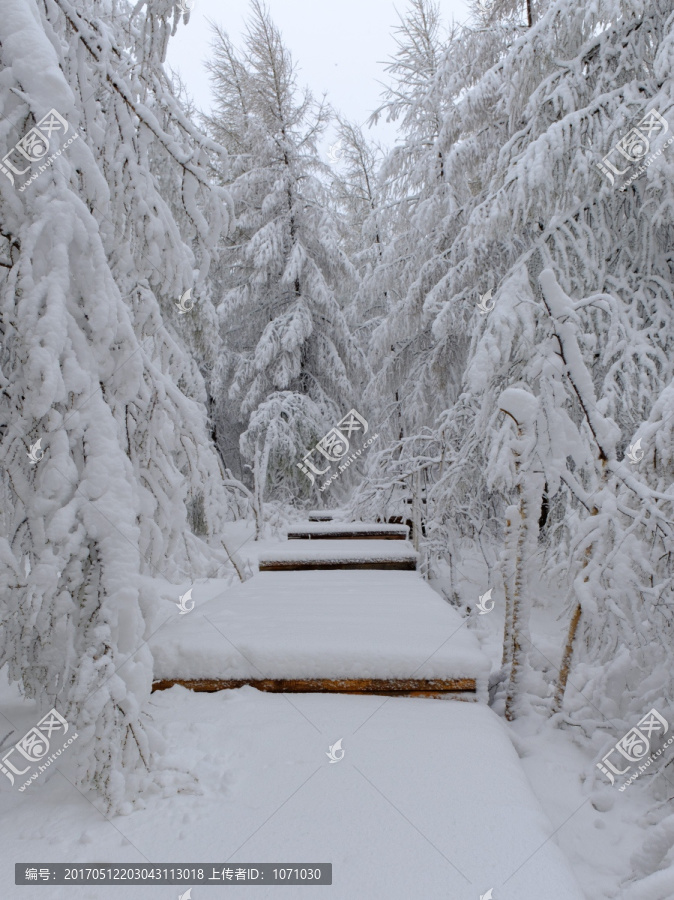 五月春雪