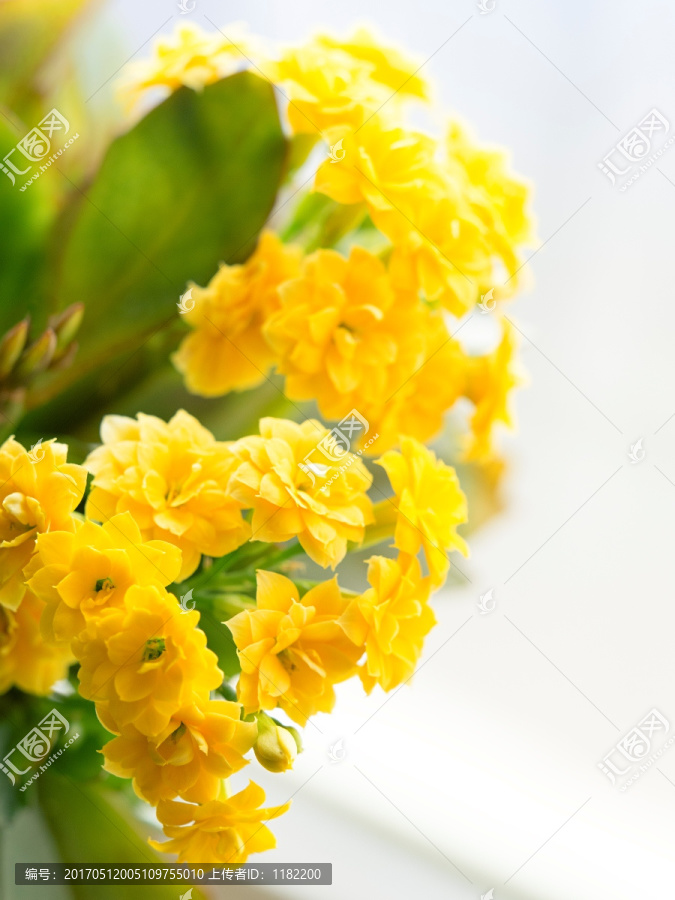 黄色盆栽