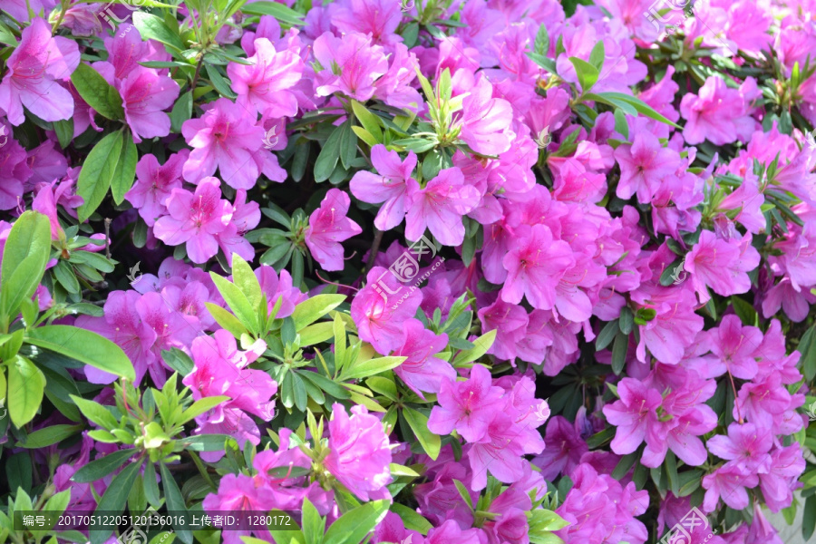 喇叭花,鲜花背景,鲜花墙