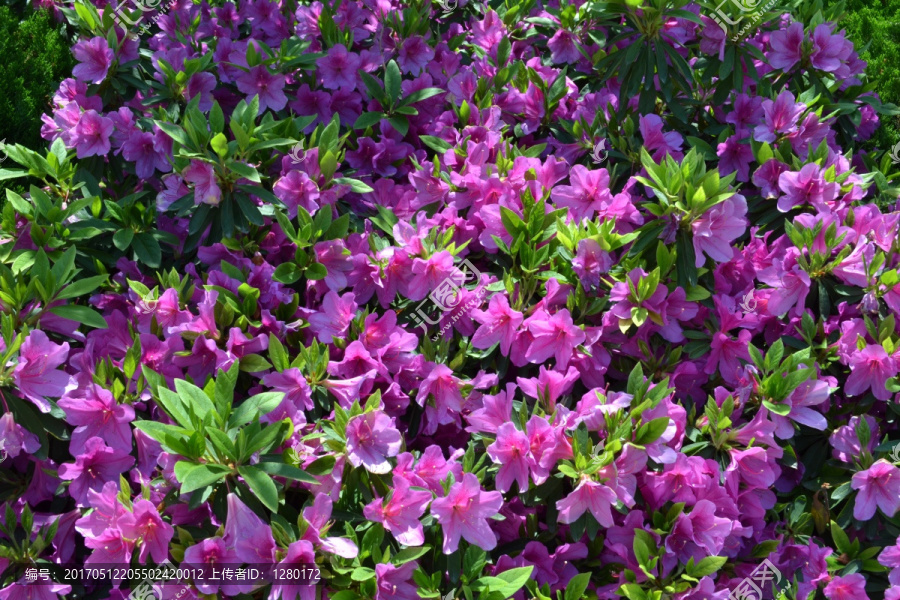 喇叭花,鲜花背景,鲜花墙