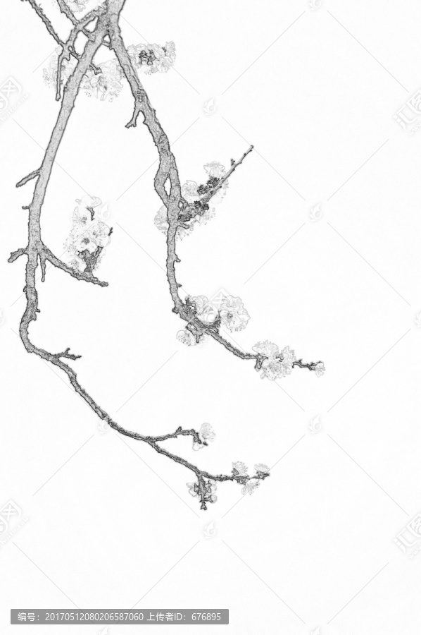 杏花素描圖