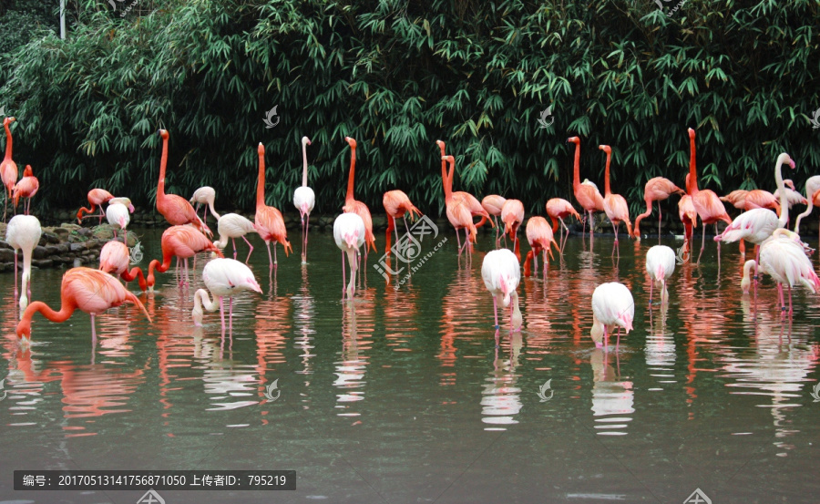 上海野生动物园的一群火烈鸟