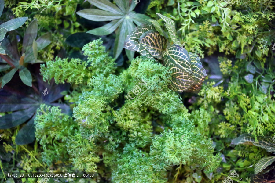 绿植墙,植物墙,上海,背景墙