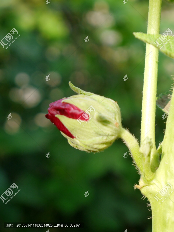 木槿花花蕾