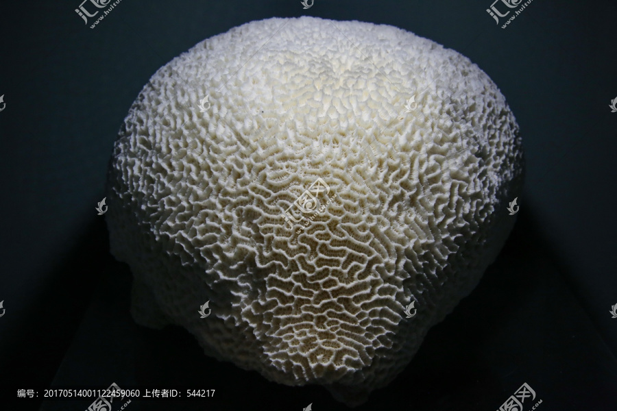 海洋生物精巧扁脑珊瑚