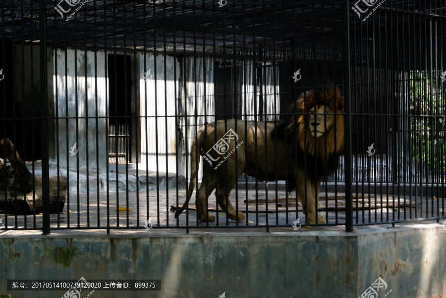 笼子里的雄狮