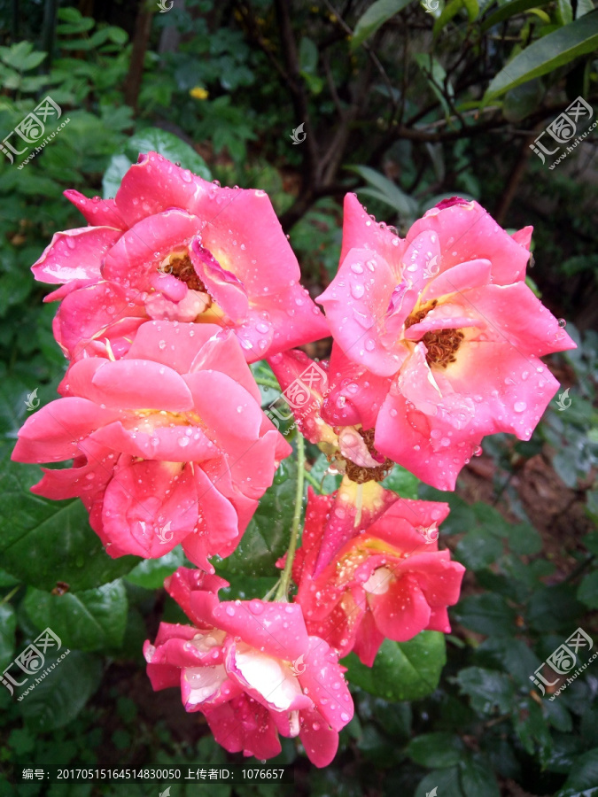 雨后菊花高清摄影