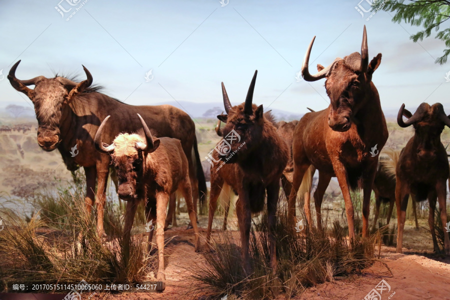动物标本羚牛群