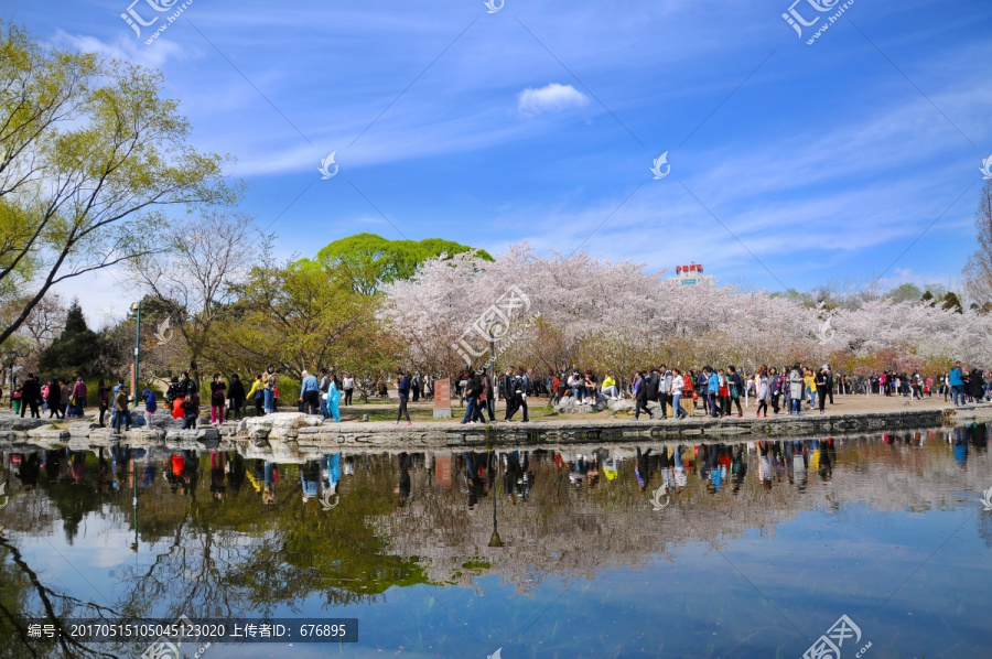 一湖樱花春