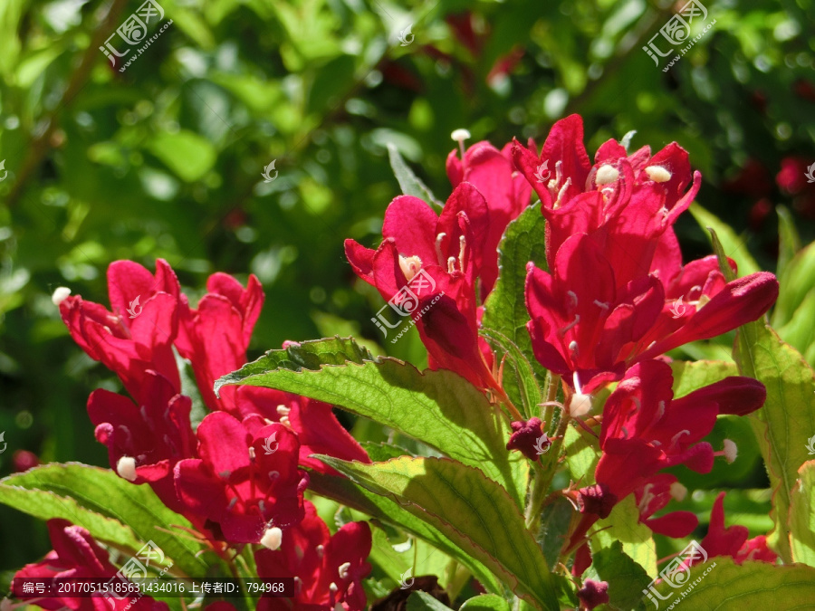 锦带花