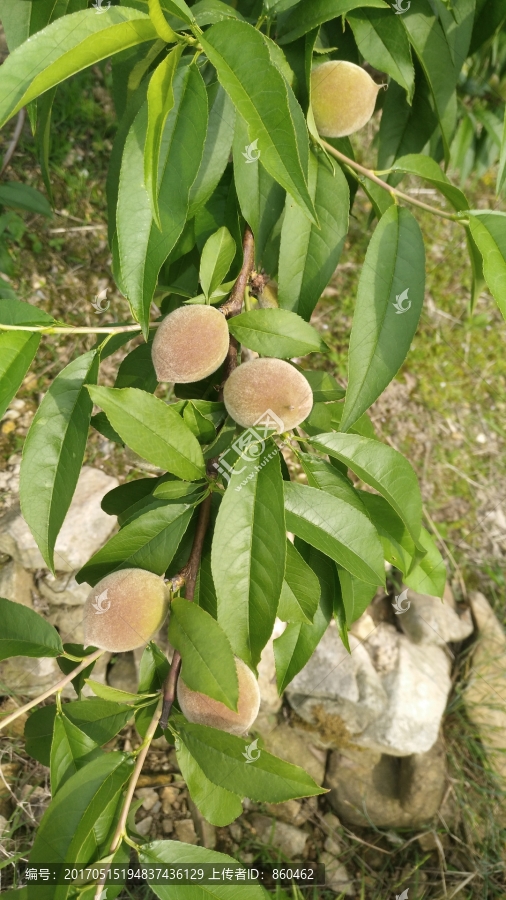 未成熟水蜜桃