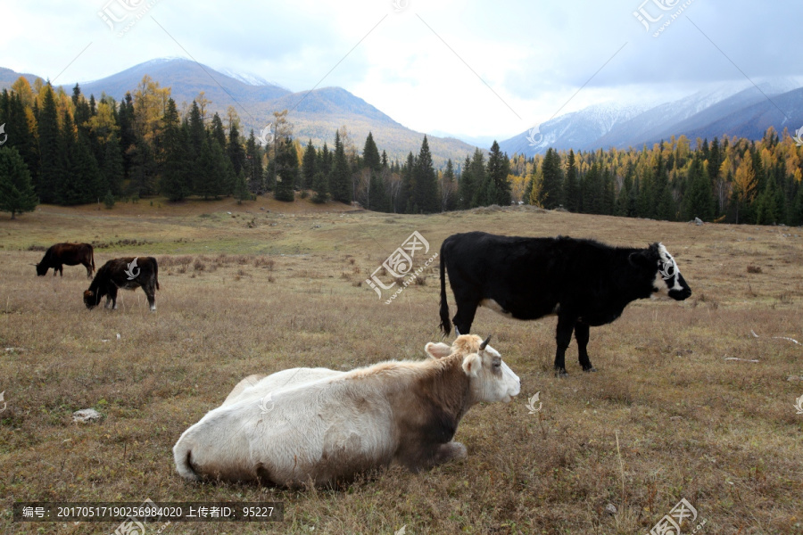 奶牛,黄牛,牛群,养牛场,牧场