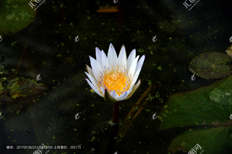 池塘里的莲花,白色花朵