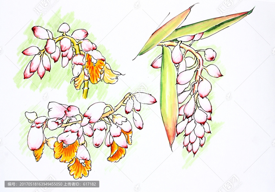 豆蔻花