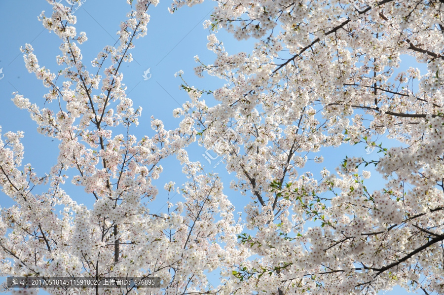 櫻花