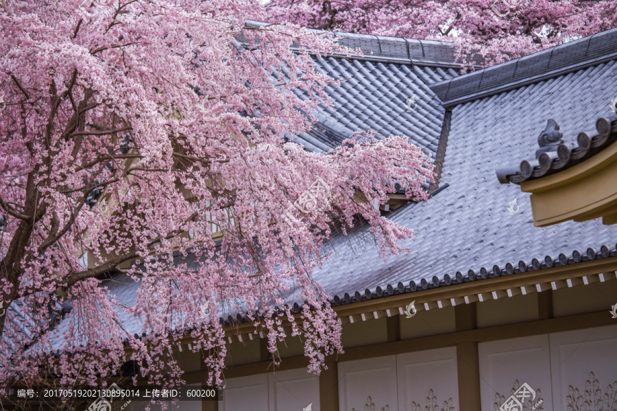 日本京都醍醐寺院枝垂樱花树