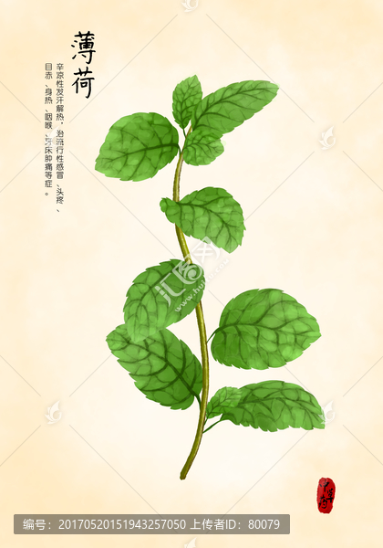 薄荷