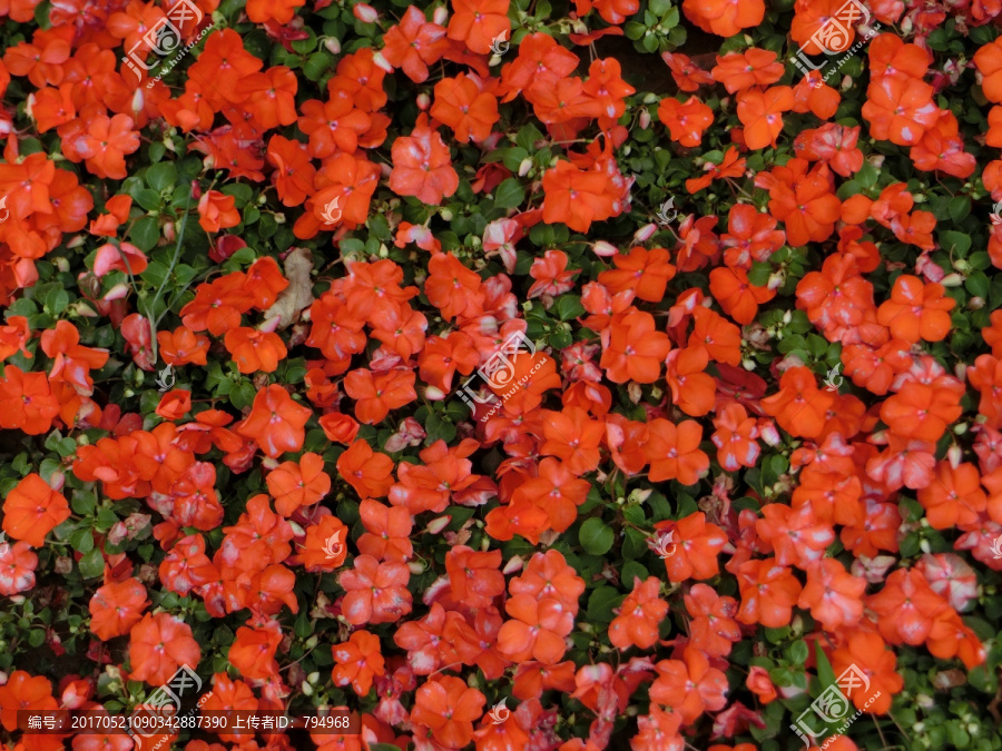 非洲凤仙花,花卉背景