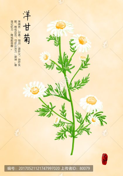 洋甘菊