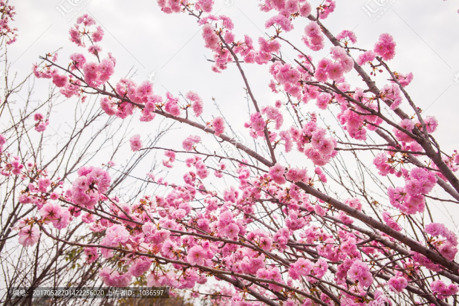 粉红色樱花