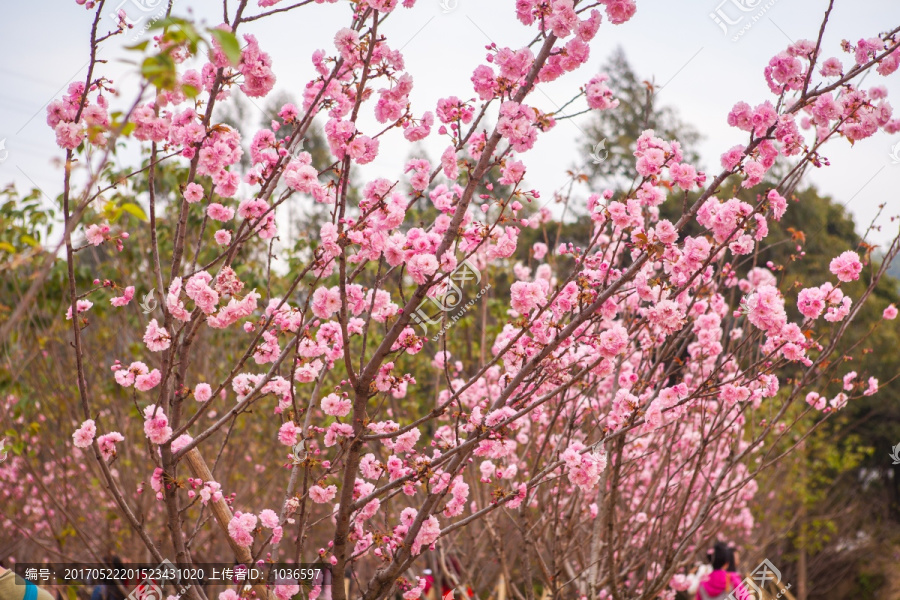 粉红色樱花