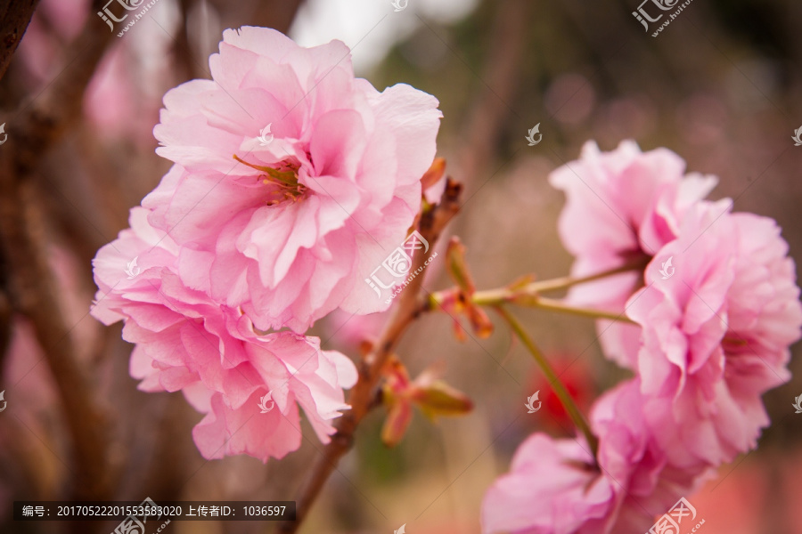 粉红色樱花特写