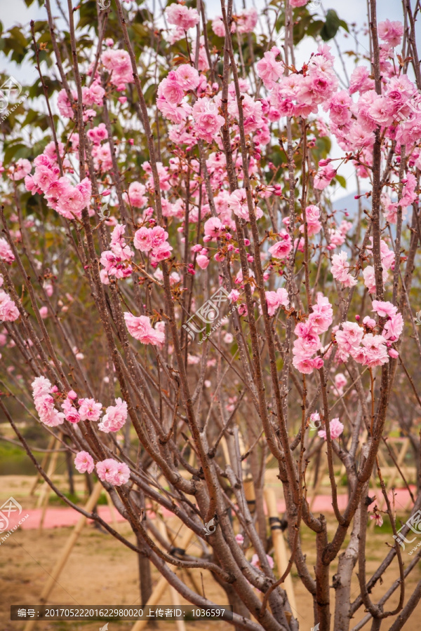 粉红色樱花