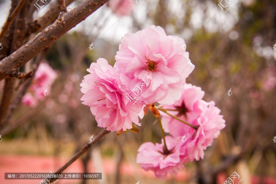 粉红色樱花特写