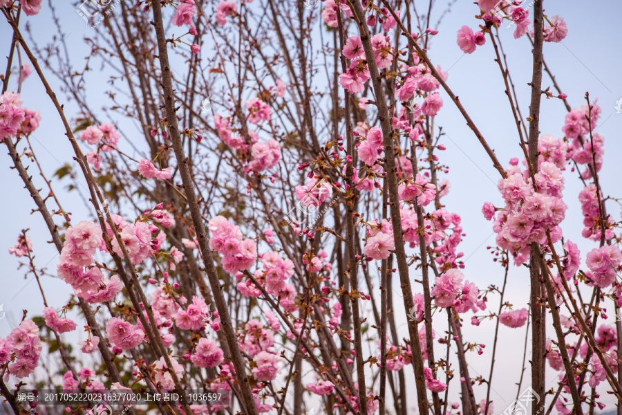 樱花树