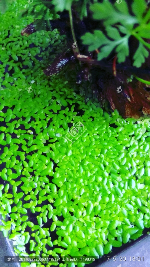 浮萍,植物