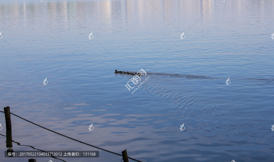 西湖里畅游的水鸭