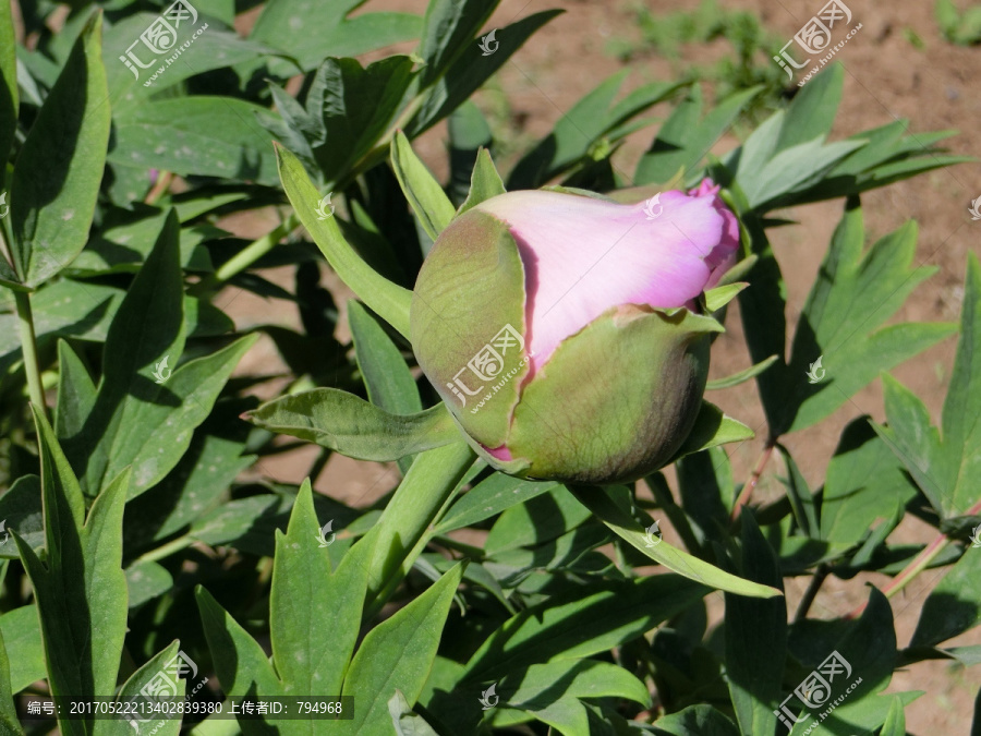 牡丹花,牡丹花蕾