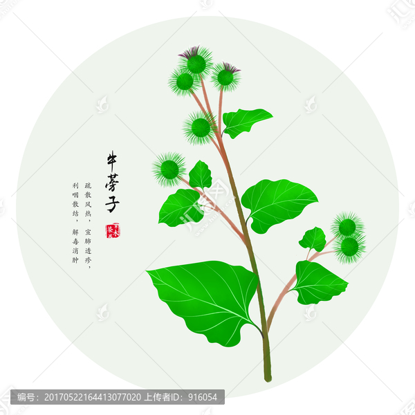 牛蒡子,手繪牛蒡子
