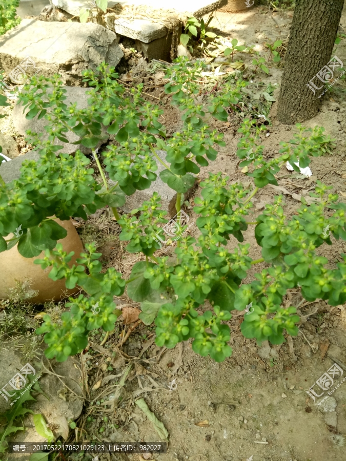 猫儿眼睛草,五凤灵枝,五凤草