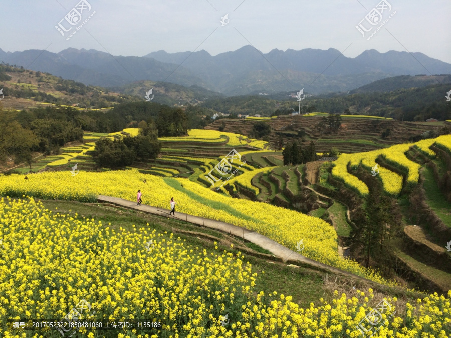 油菜花开满山