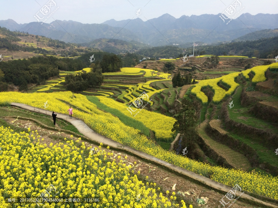 山上的油菜花