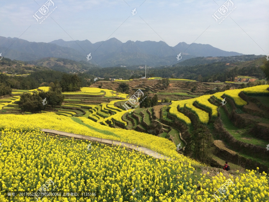 油菜花