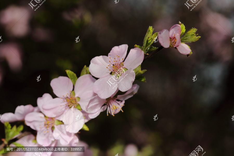 梅花