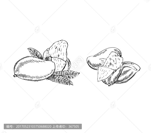 素描芒果