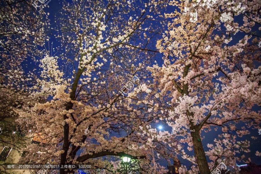 日本京都白川夜樱