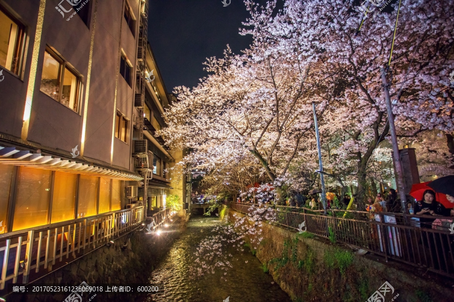 日本京都白川夜晚樱花