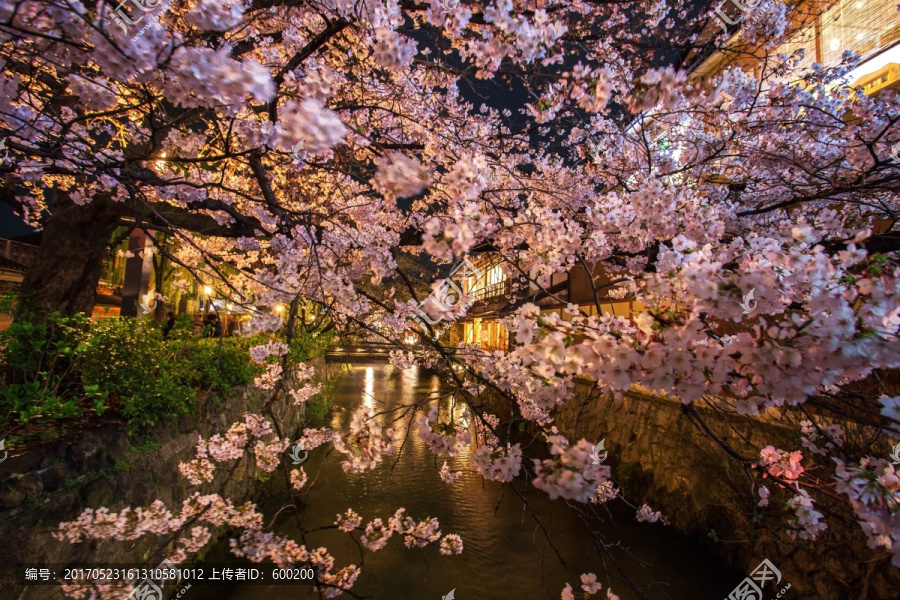 京都白川绚烂夜樱