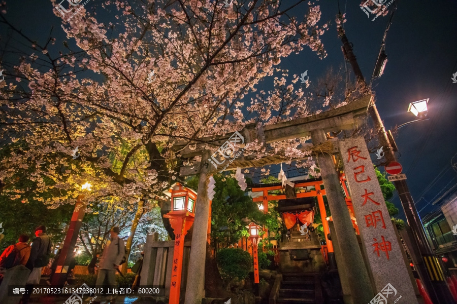 京都白川神社夜樱