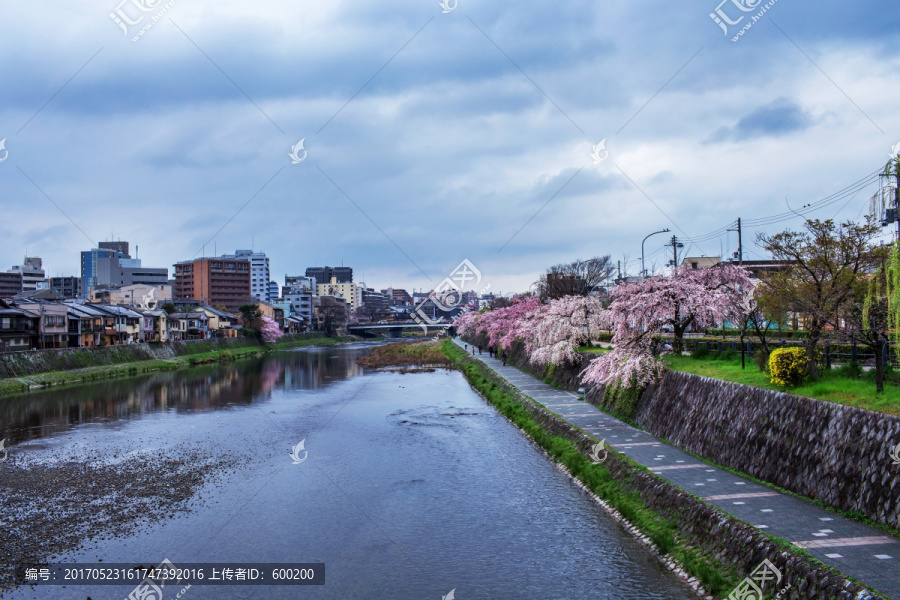 日本京都鸭川畔的樱花树