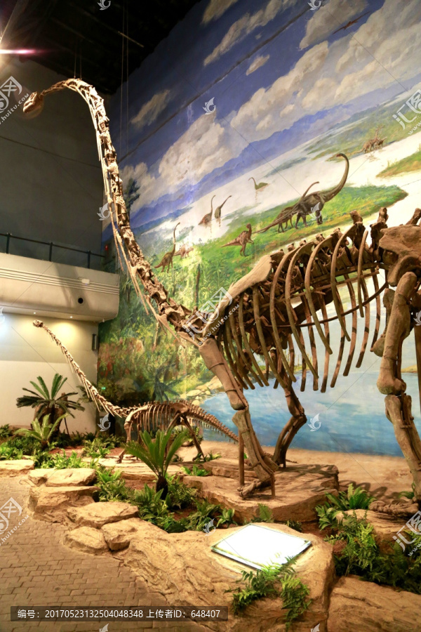恐龙,化石,头骨,细节,古生物