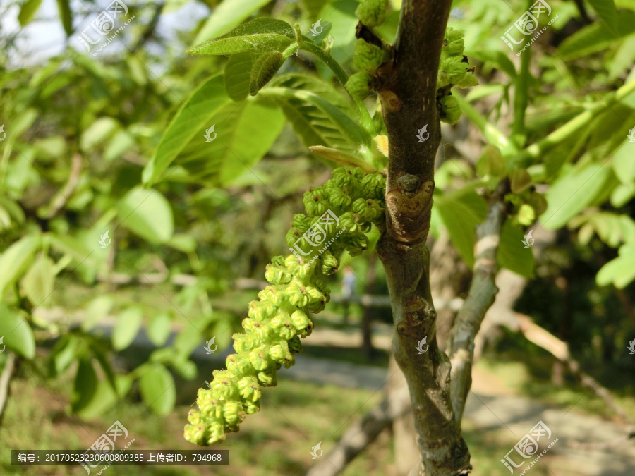 核桃树,核桃花