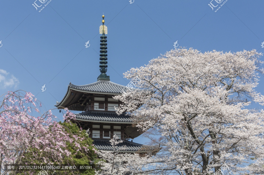 日本樱花和五层塔